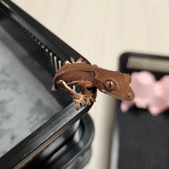 릴리화이트 팬텀 레드