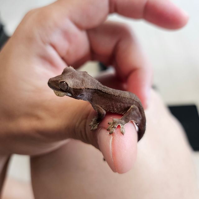 카푸치노 패턴리스 팬텀