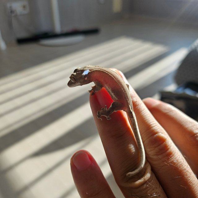 릴리화이트 팬텀 레드