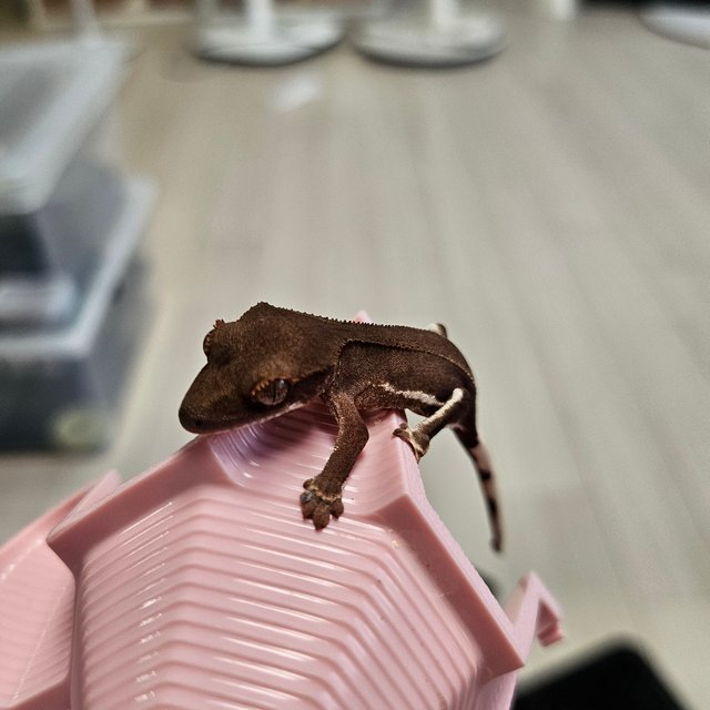 릴리화이트 팬텀 레드