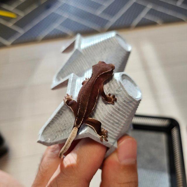 릴리화이트 팬텀 레드