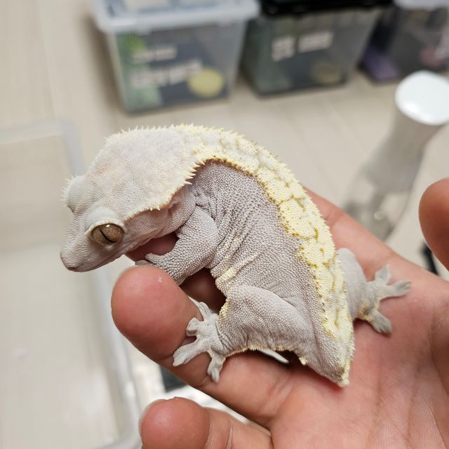 하이포