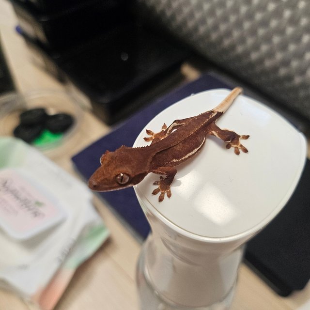 릴리화이트 팬텀 레드