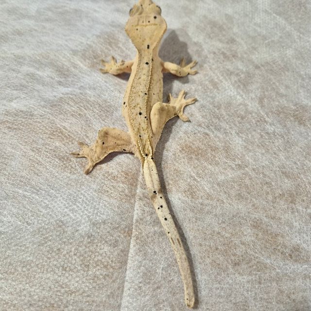 슈퍼달마시안 달마시안