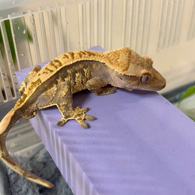 노멀 익스트림할리퀸 풀핀