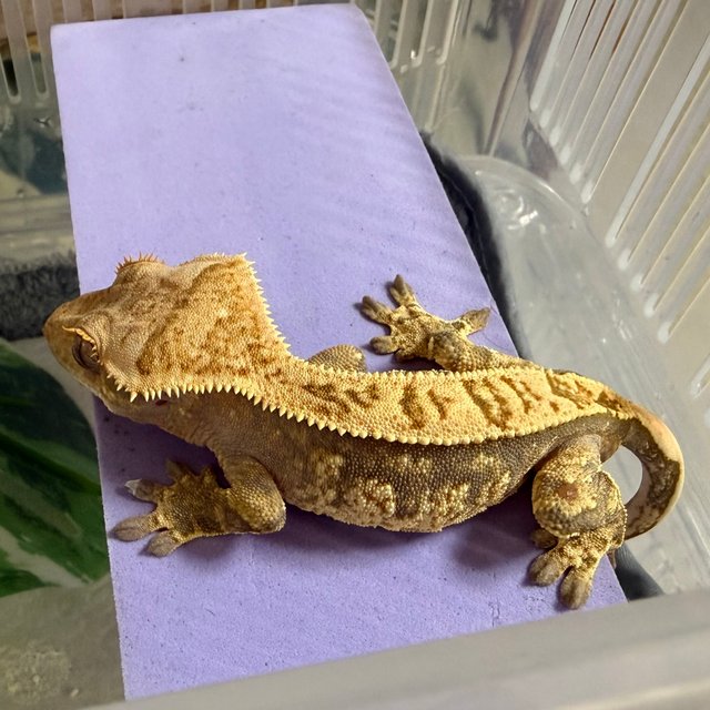 노멀 익스트림할리퀸 풀핀