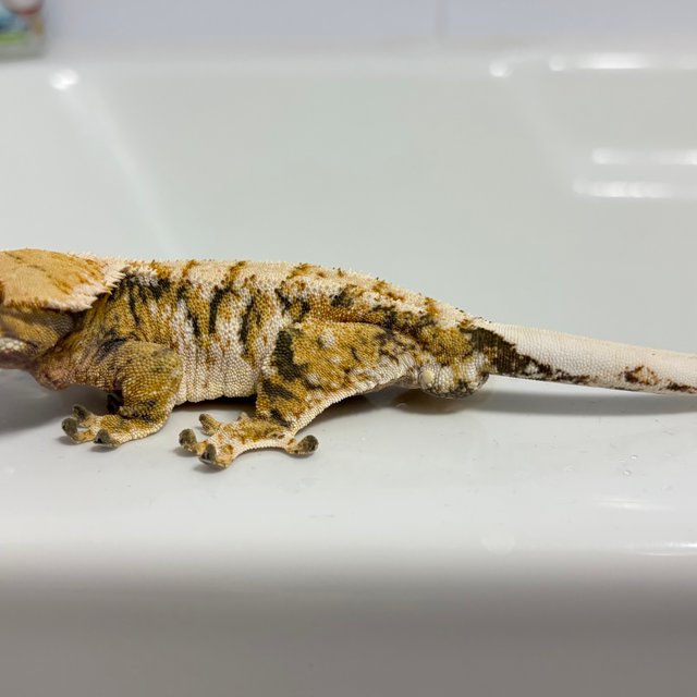 노멀 익스트림할리퀸 화이트스팟 화이트핀