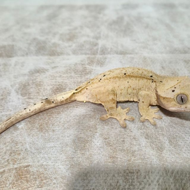 슈퍼달마시안 달마시안