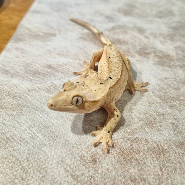 슈퍼달마시안 달마시안