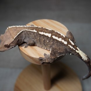 카푸치노