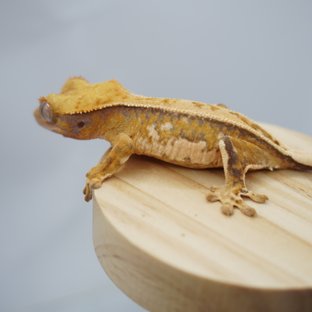 노멀 트라이 드리피 풀핀 텐저린