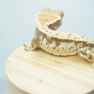 노멀 화이트 화이트포트홀 화이트스팟