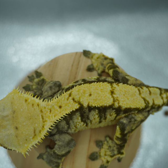 트라이