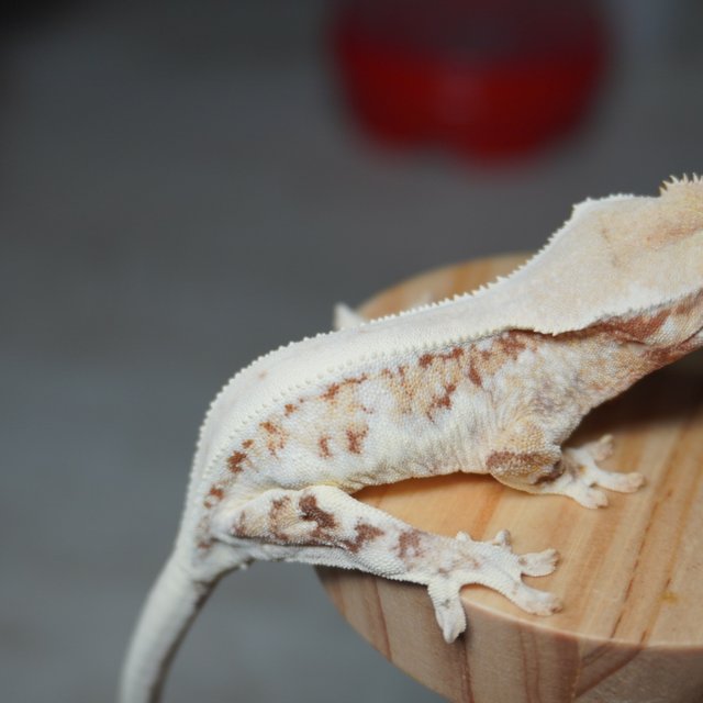 릴리화이트 레드