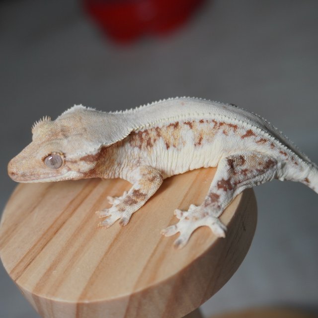 릴리화이트 레드