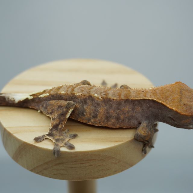 카푸치노