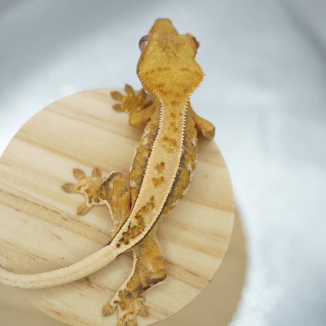 노멀 트라이 드리피 풀핀 텐저린