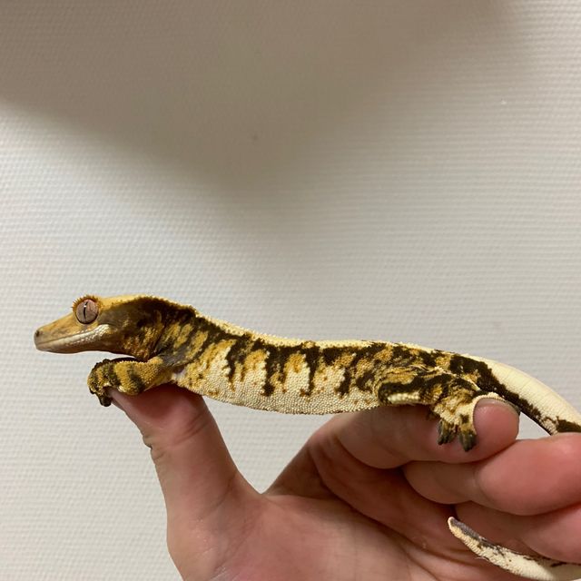 트라이