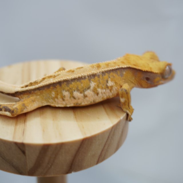 노멀 트라이 드리피 풀핀 텐저린