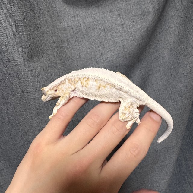 릴리화이트 레드