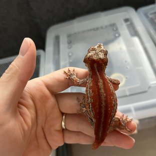 레드 스트라이프