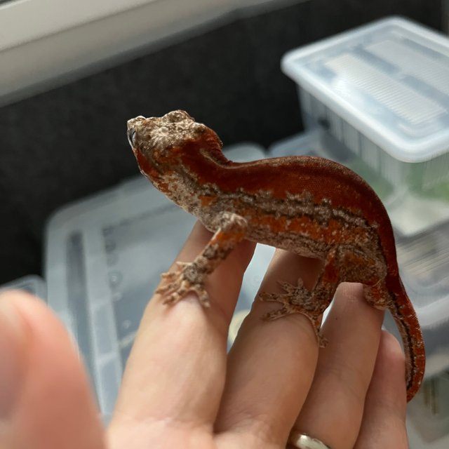 레드 스트라이프