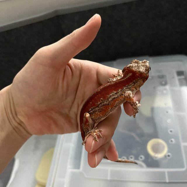 레드 스트라이프