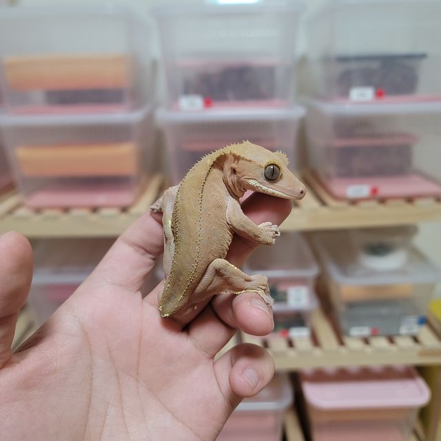 노멀 하이포