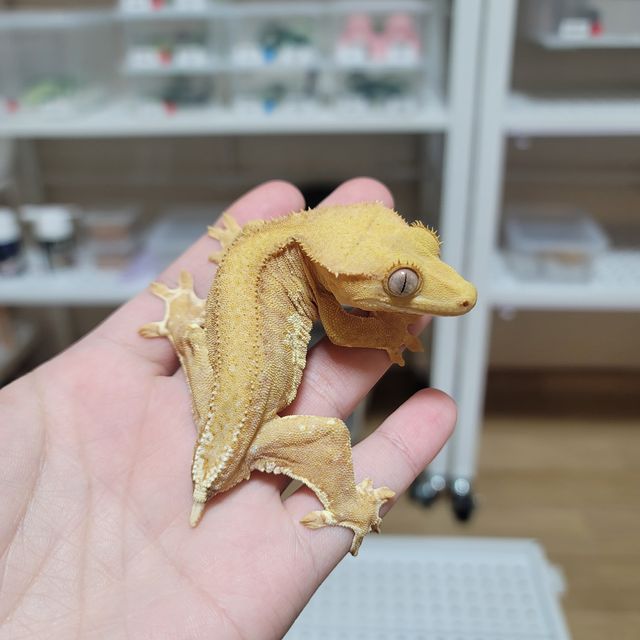 팬텀 옐로우 릴리화이트