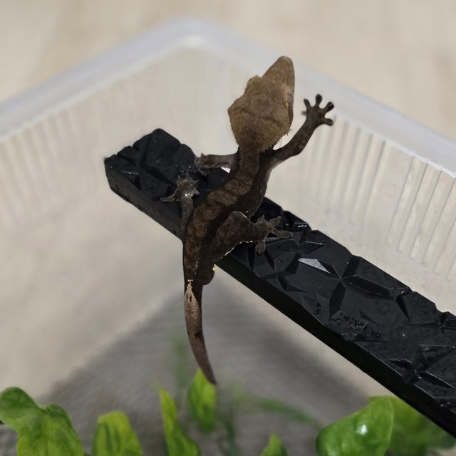 팬텀 챠콜 다크