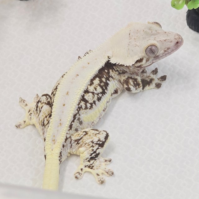 릴리화이트 화이트스팟 화이트핀 풀핀 화이트