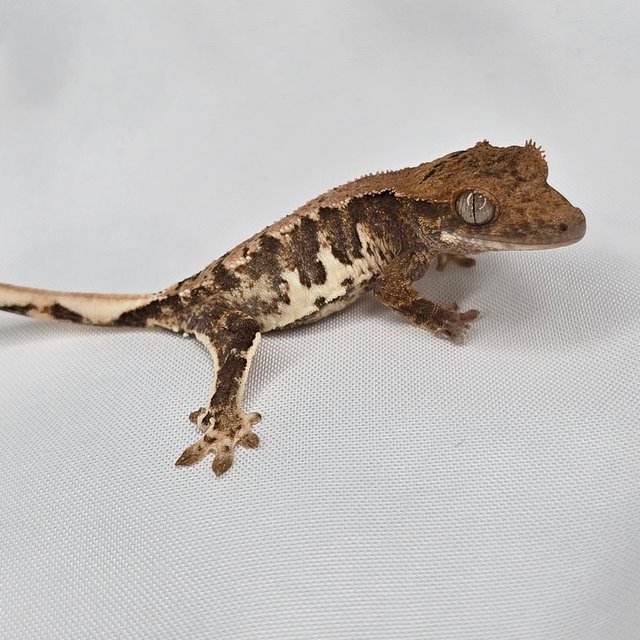 릴리100%헷아잔틱