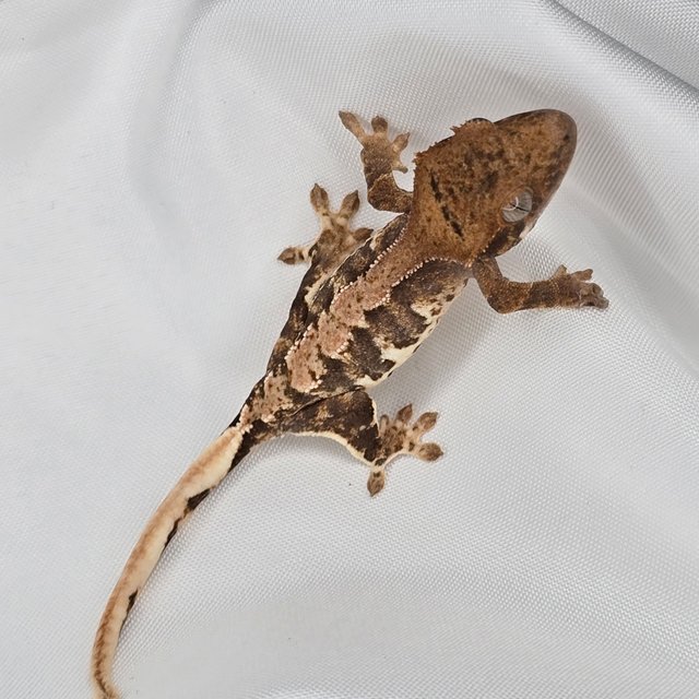 릴리100%헷아잔틱