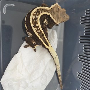 슈퍼스트라이프 100%헷아잔틱 풀핀