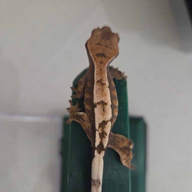 100%헷아잔틱 세이블