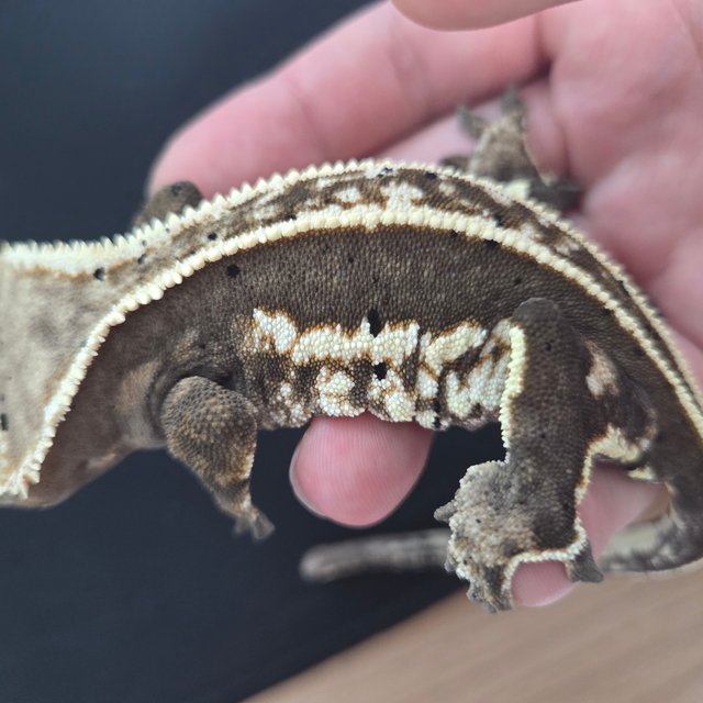 슈퍼스트라이프 100%헷아잔틱 풀핀