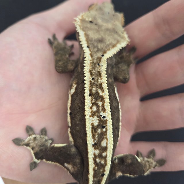 슈퍼스트라이프 100%헷아잔틱 풀핀