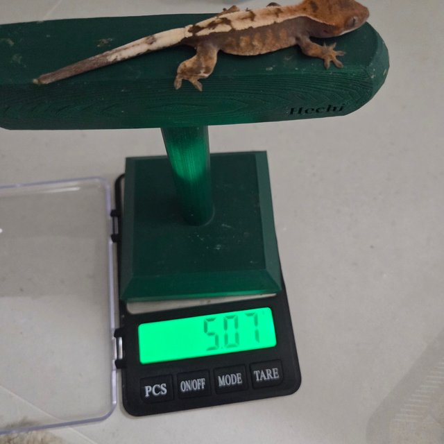 100%헷아잔틱 세이블