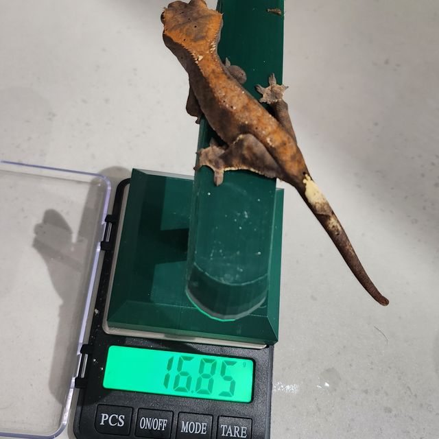 카푸치노