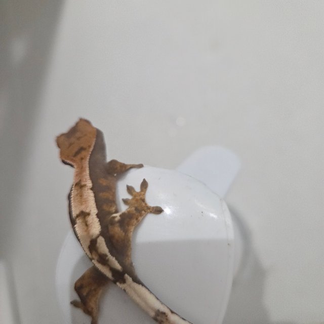 100%헷아잔틱 세이블