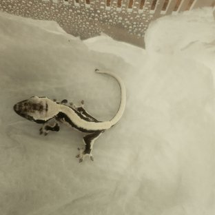 릴잔틱 솔리드백 드리피