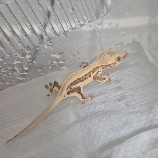 릴리100%헷아잔틱