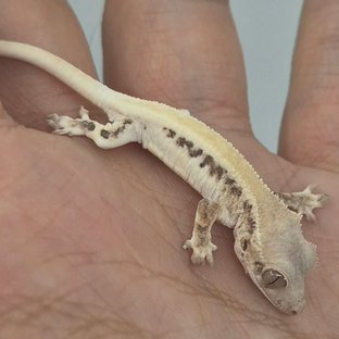 100%헷아잔틱 릴리 세이블