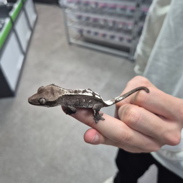 아잔틱