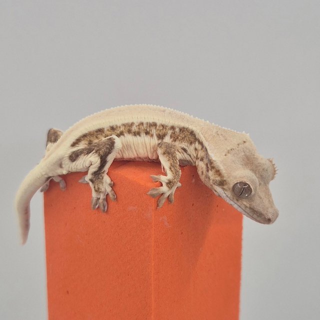 릴리100%헷아잔틱