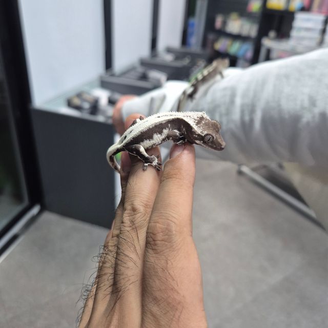 릴잔틱