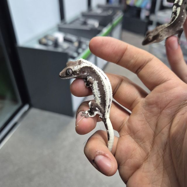 릴잔틱