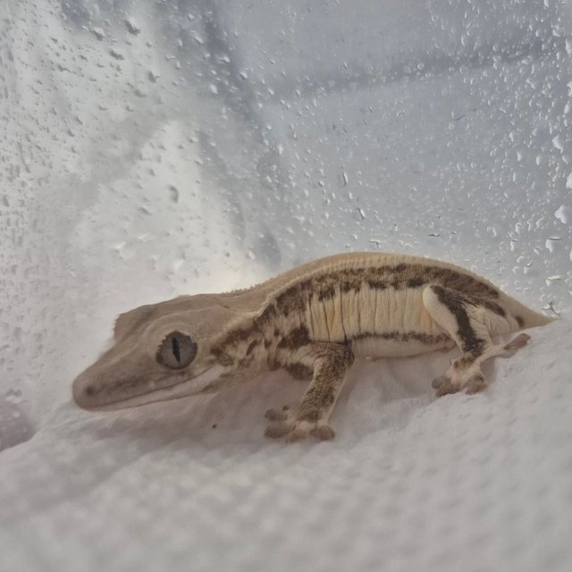 릴리100%헷아잔틱