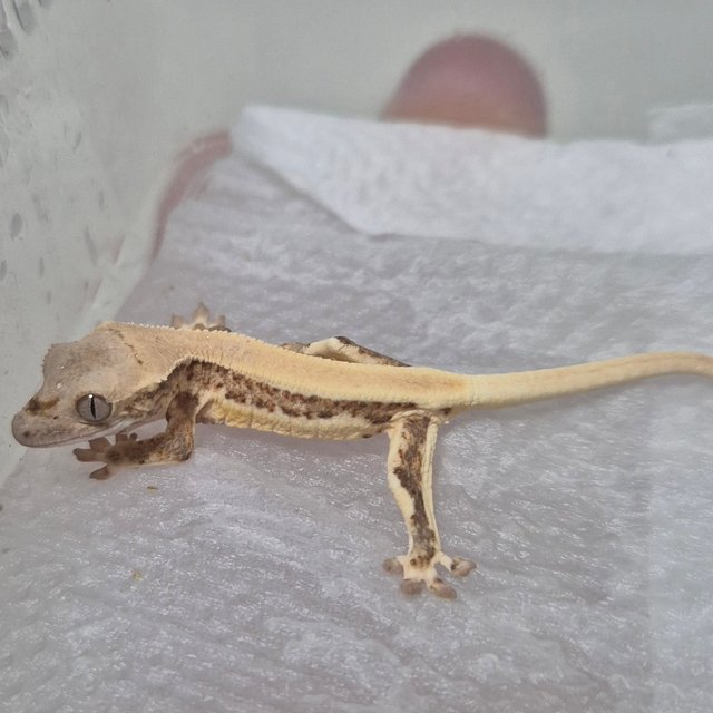 릴리100%헷아잔틱