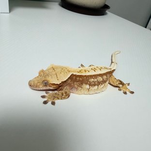 쿼드 핀스트라이프 레드